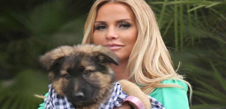 Katie Price’s tragic pets’ lives as model faces animal ban petition
