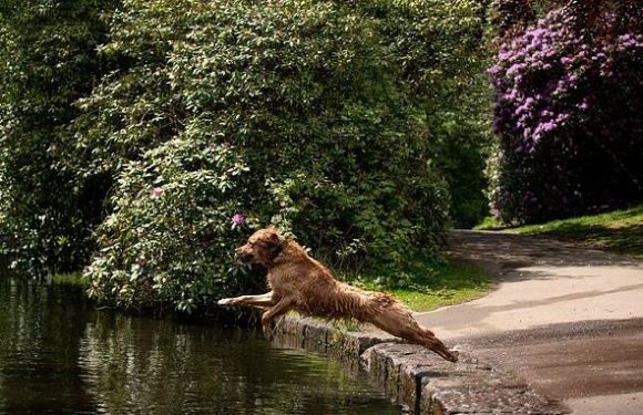 London dogs at greater risk of heatstroke, study suggests