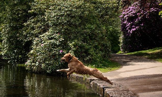 London dogs at greater risk of heatstroke, study suggests