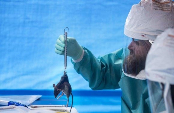 Monkeypox UK: Why virus outbreak is ‘concerning’ scientists – ‘certainly be further cases’