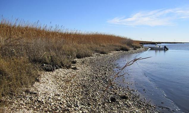 Native Americans farmed oysters 5,000 YEARS before colonisation