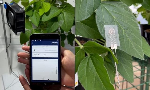 New 'smartwatch for plants' monitors water content in leaves