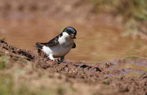 RSPB urges Brits to leave mud pies in gardens to help birds keep cool