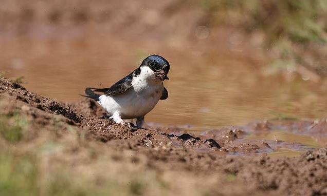 RSPB urges Brits to leave mud pies in gardens to help birds keep cool
