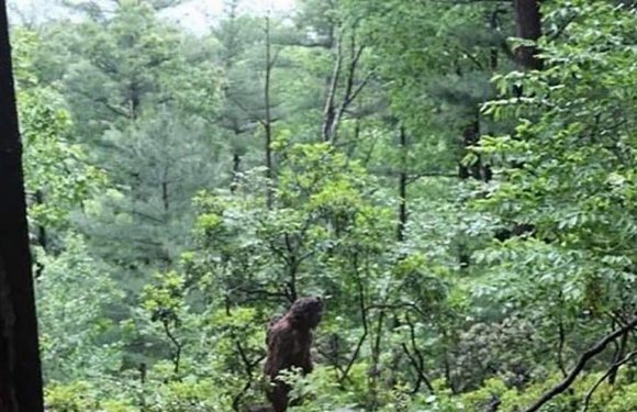 ‘Really compelling’ Bigfoot snaps show mystery humanoid lurking in woods