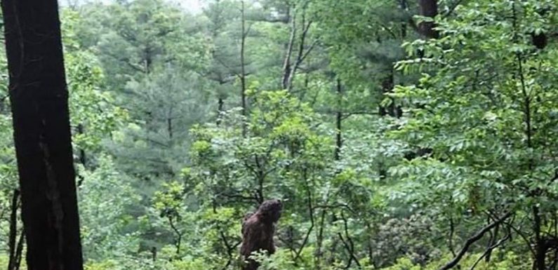 ‘Really compelling’ Bigfoot snaps show mystery humanoid lurking in woods