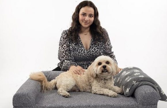 Remote-activated vibrating dog bed promises to help keep pets calm