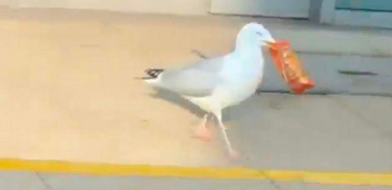 Shameless and greedy seagull steals 17kg of food from Tesco worth over £300