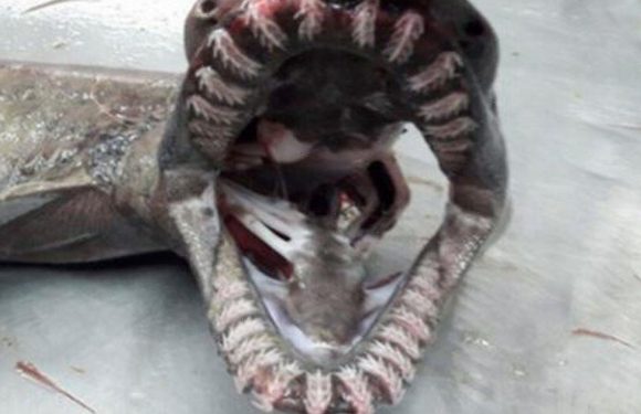 Shark with 300 teeth that’s been on earth for 80m years caught in Portugal