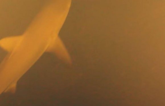‘Sharkcano’ where hammerheads live in undersea crater is erupting, NASA says