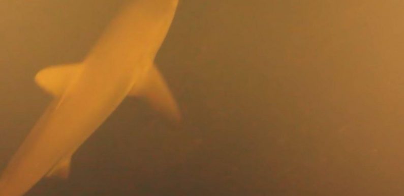 ‘Sharkcano’ where hammerheads live in undersea crater is erupting, NASA says