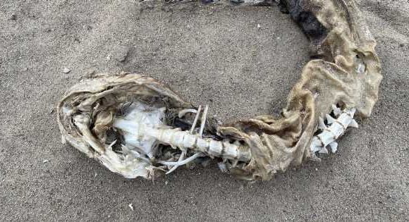 ‘Snake-like’ sea creature found near lake leaves locals disturbed
