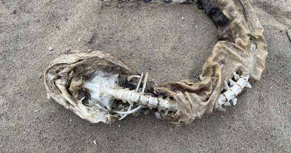 ‘Snake-like’ sea creature found near lake leaves locals disturbed