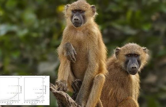 Strongly bonded male baboons can prevent each other from finding mates