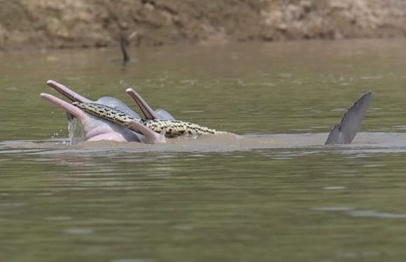 Two sexually-aroused male dolphins are seen playing with an ANACONDA