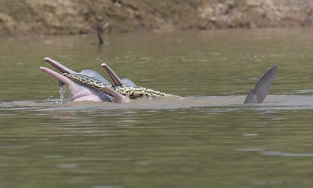 Two sexually-aroused male dolphins are seen playing with an ANACONDA
