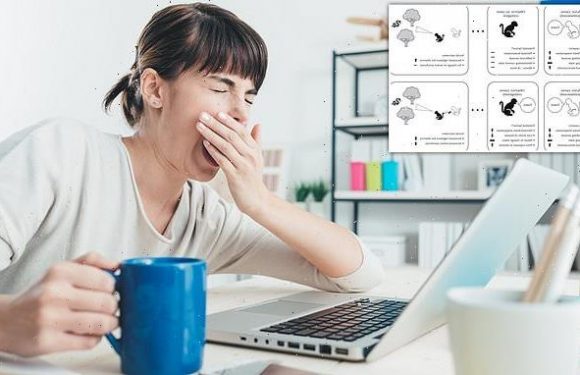 Yawning evolved to warn others we are less alert, study says