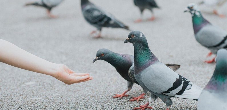 ‘Pigeons are war heroes!’ Huge row erupts as expert DEFENDS town centre menace