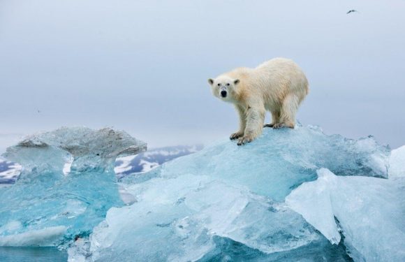 Arctic mystery: Researchers stunned as Polar bears found surviving without ice