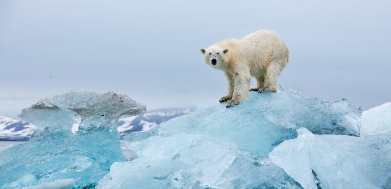 Arctic mystery: Researchers stunned as Polar bears found surviving without ice