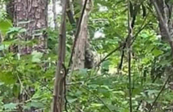 Bigfoot believers in frenzy over snap of bizarre figure ‘smiling’ at camera