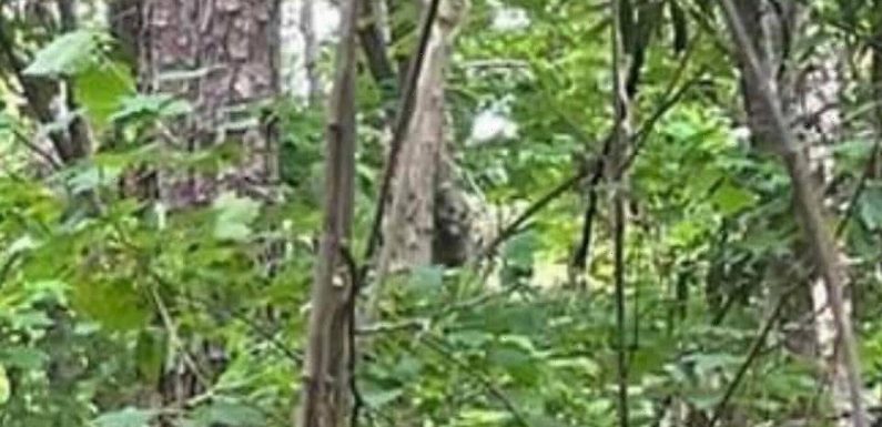 Bigfoot believers in frenzy over snap of bizarre figure ‘smiling’ at camera