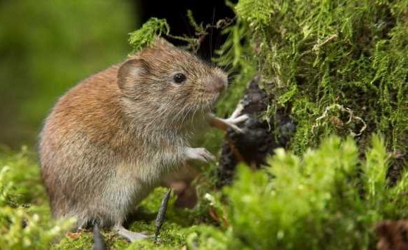 Covid horror as NEW virus found among rodents in Sweden sparks concern — threat ‘unknown’
