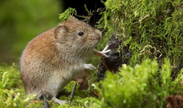 Covid horror as NEW virus found among rodents in Sweden sparks concern — threat ‘unknown’