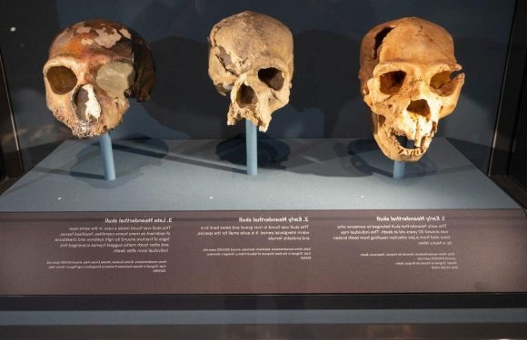 Expert warns humans could start SHRINKING in size after ‘eerie discovery’ in evolution