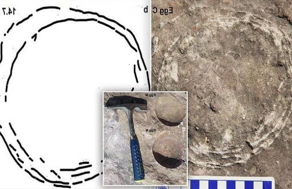 First-ever dinosaur 'egg-in-egg' shows they had a biology like birds