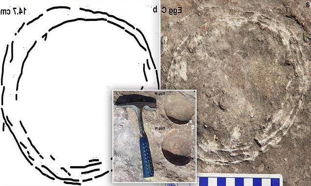 First-ever dinosaur 'egg-in-egg' shows they had a biology like birds