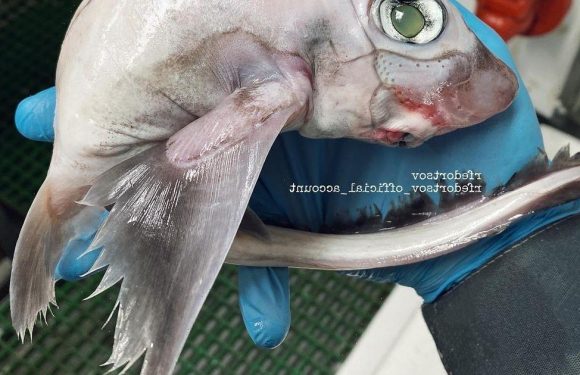Fisherman stunned after catching strange creature dubbed ‘Frankenstein’s fish’