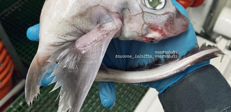 Fisherman stunned after catching strange creature dubbed ‘Frankenstein’s fish’