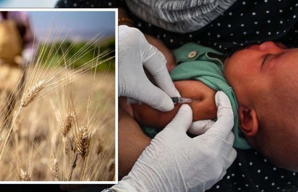 Food crisis horror warning: Global shortage to ‘kill millions’ with Victorian-era outbreak