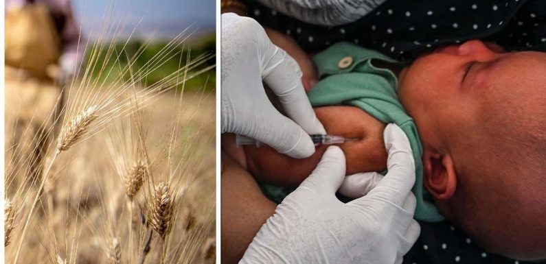 Food crisis horror warning: Global shortage to ‘kill millions’ with Victorian-era outbreak