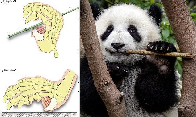 Fossils suggest pandas have been eating bamboo for six million years