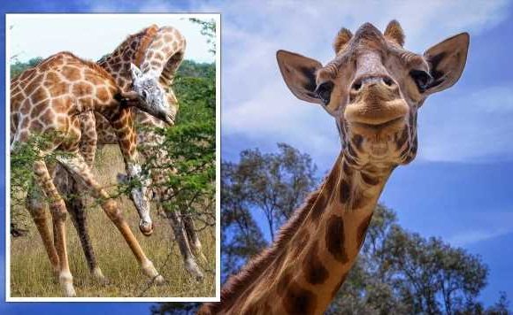 How the giraffe got its long neck: Elongation made their heads better weapons