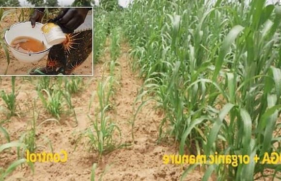 Human URINE is being used to fertilize crops in Niger