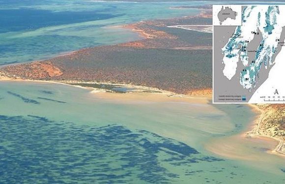 Hundred-mile Australian seagrass meadow is named world's largest plant