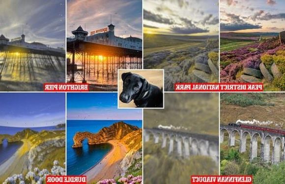 Images reveal dogs see in yellow and blue and have very blurry vision