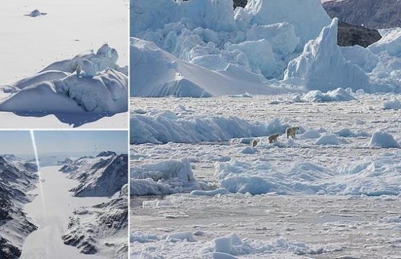 Is climate change killing polar bears? Scientists find new population