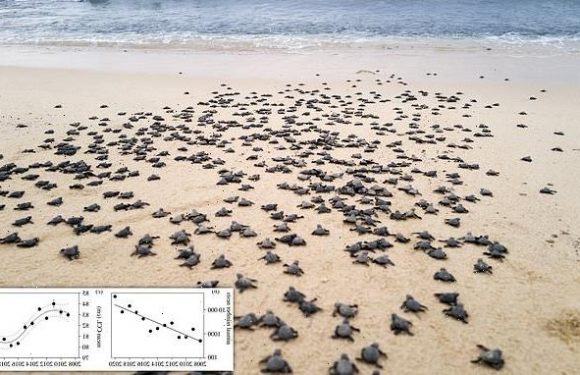 Loggerhead turtles are shrinking which may signify they are recovering