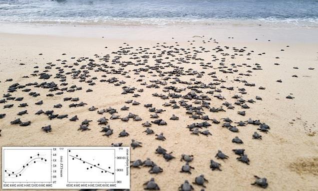 Loggerhead turtles are shrinking which may signify they are recovering