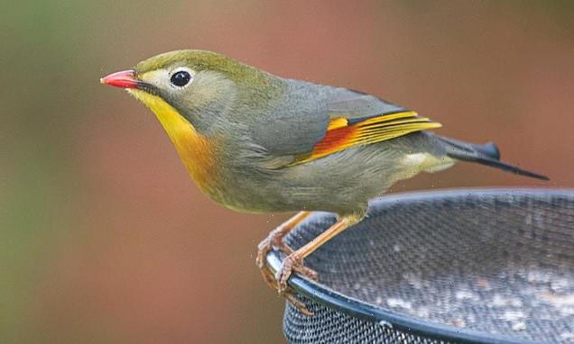 Loud chirp of Asian songbird threatens to dominate UK's dawn chorus