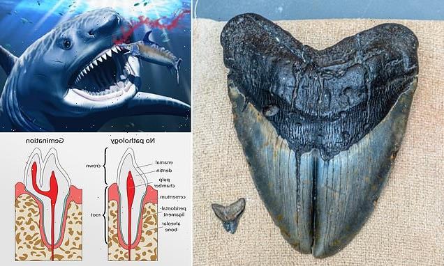 Megalodon had a cracked tooth from chomping on spiny fish, study says