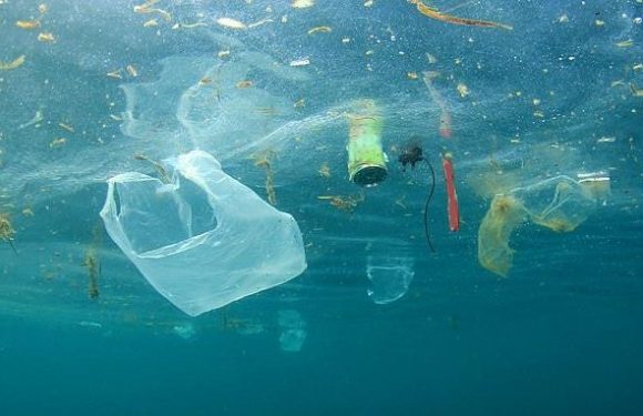 Ocean plastic pollution could provide antibiotics to fight superbugs