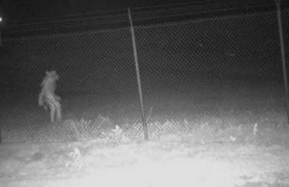 People horrified by werewolf as mysterious human-like beast caught on zoo camera