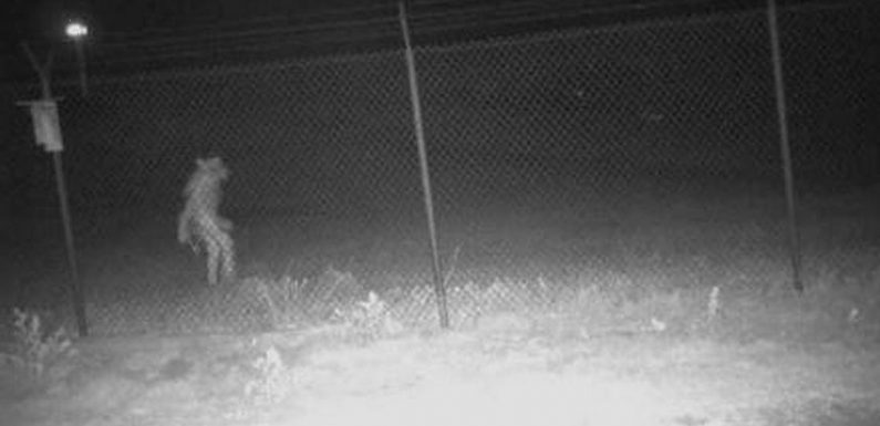 People horrified by werewolf as mysterious human-like beast caught on zoo camera