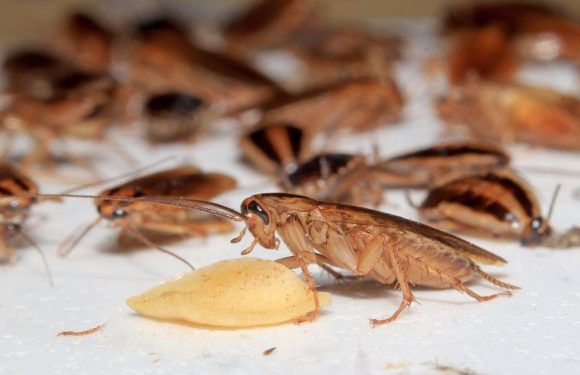 Pest control company offers cash to infest your home with 100 cockroaches