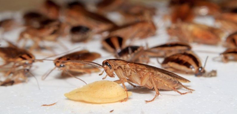 Pest control company offers cash to infest your home with 100 cockroaches